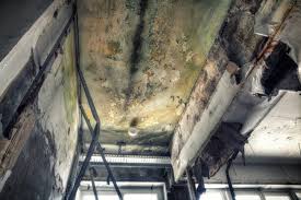 Best Black Mold Removal in Llano, TX